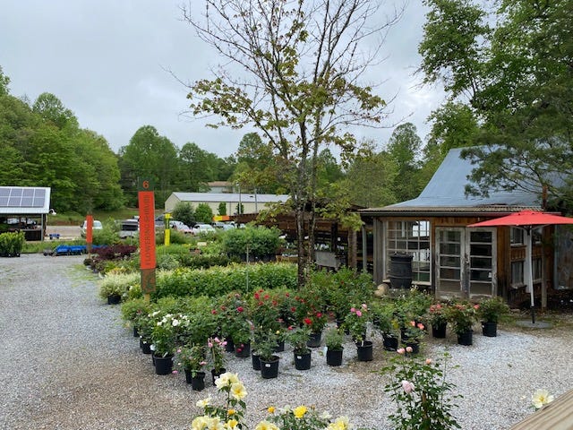 rows of plants at an outdoor nursery