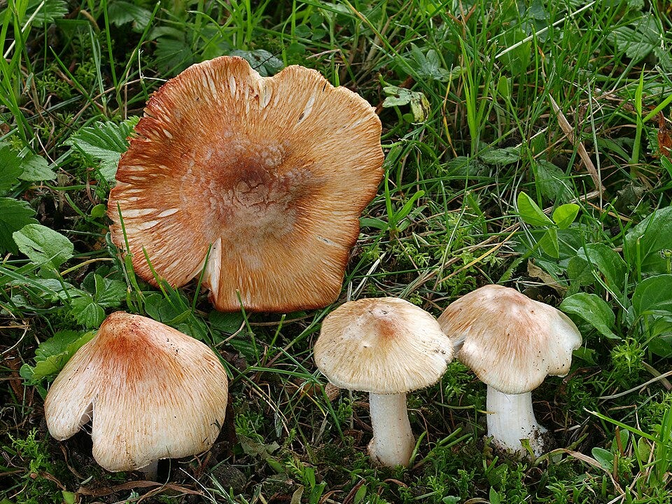 File:2010-04-27 Inocybe erubescens.jpg File:2010-04-27 Inocybe erubescens.jpg