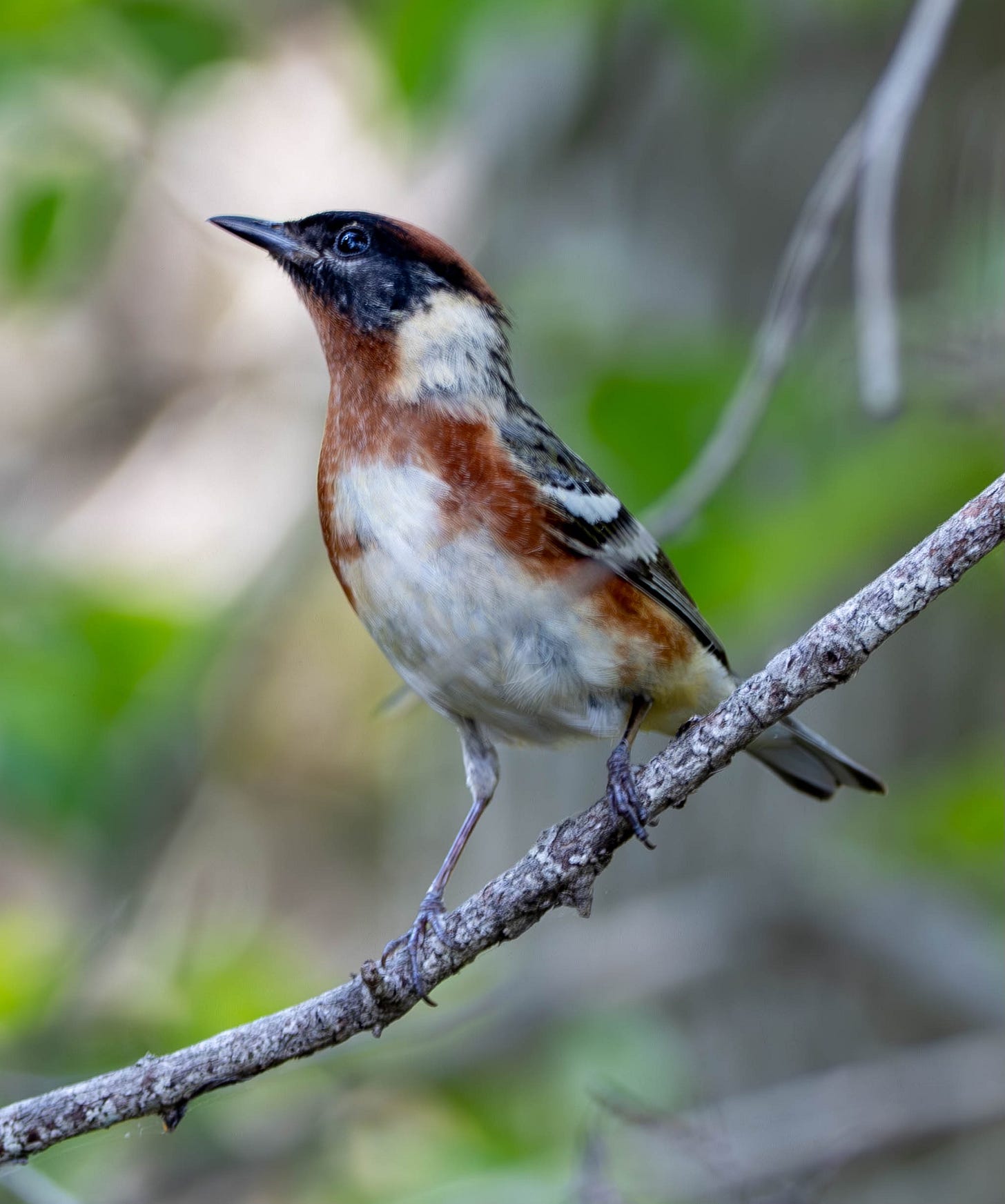 a bay-breasted warbler, a small bird with bay coloring on breast and sides with black back and mask