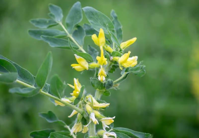 Close up on Astragalus membranaceus Close up on Astragalus membranaceus