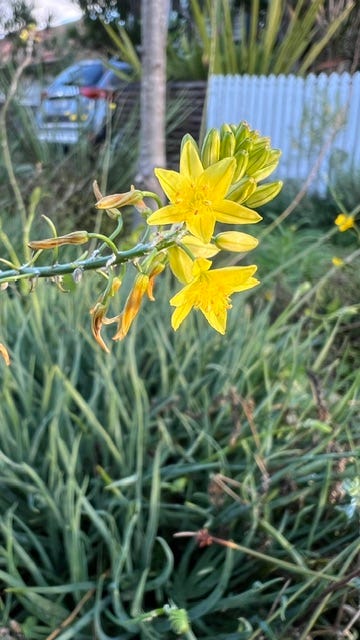 gallery of plants