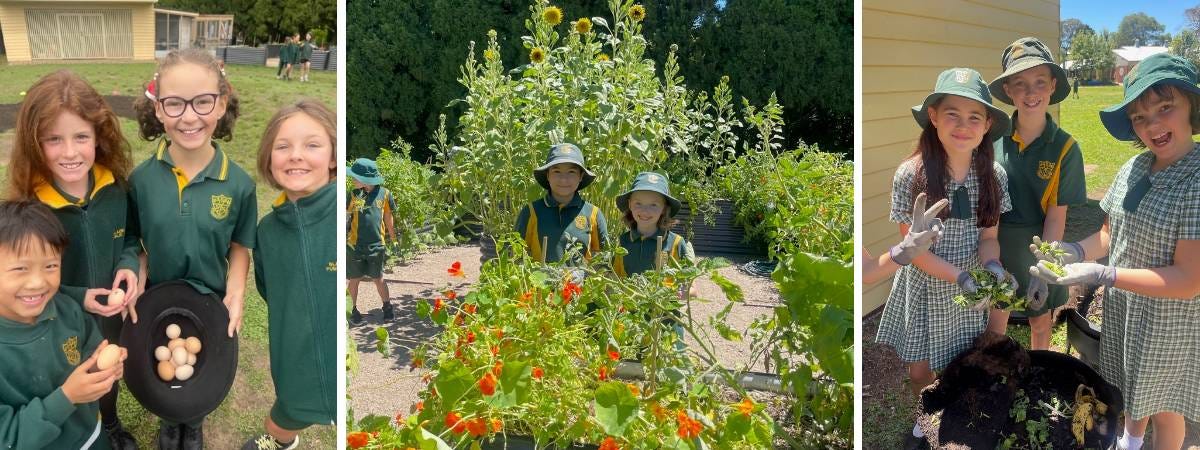 the garden at blackheath public school