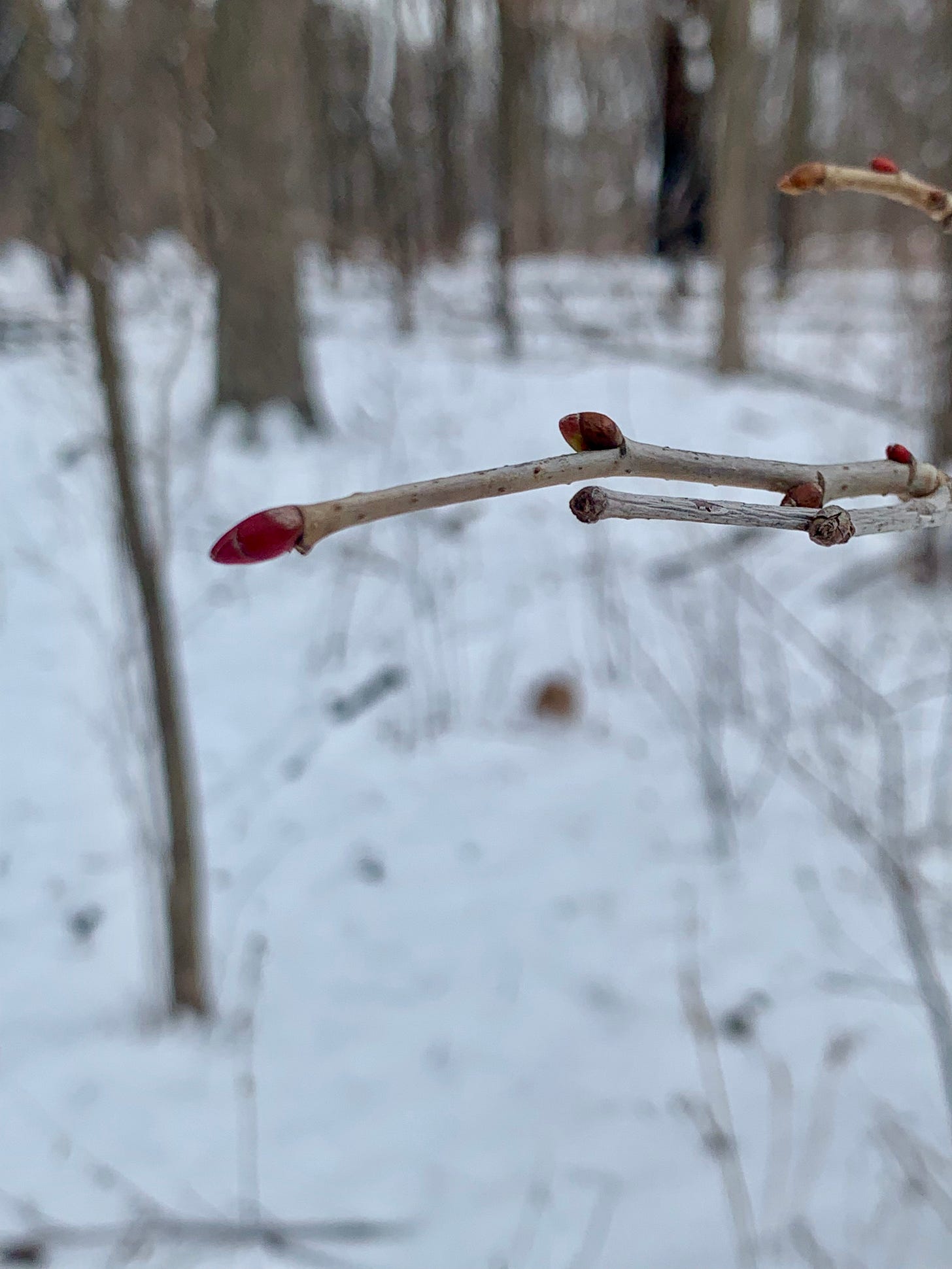 Close up photo of a bright red bud on a tree branch