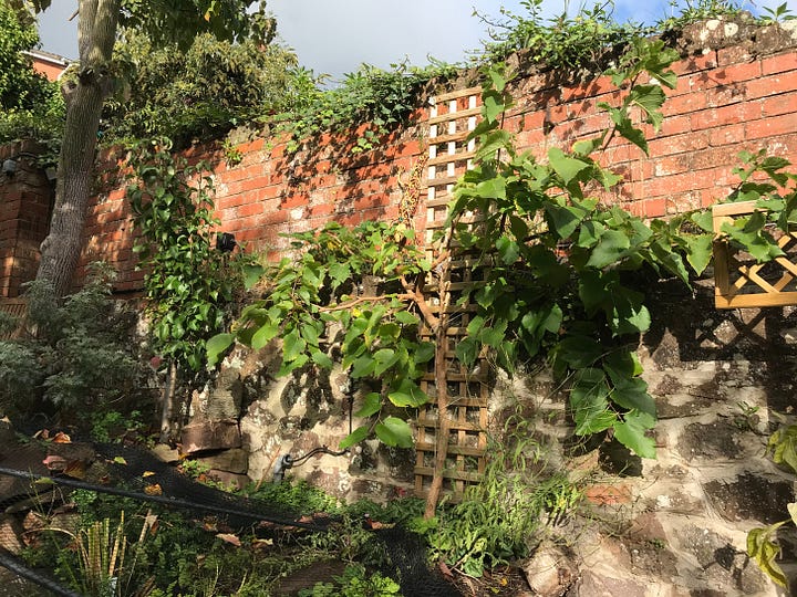 Fence with dog rose flowering and wall with trellis and vine-like plants