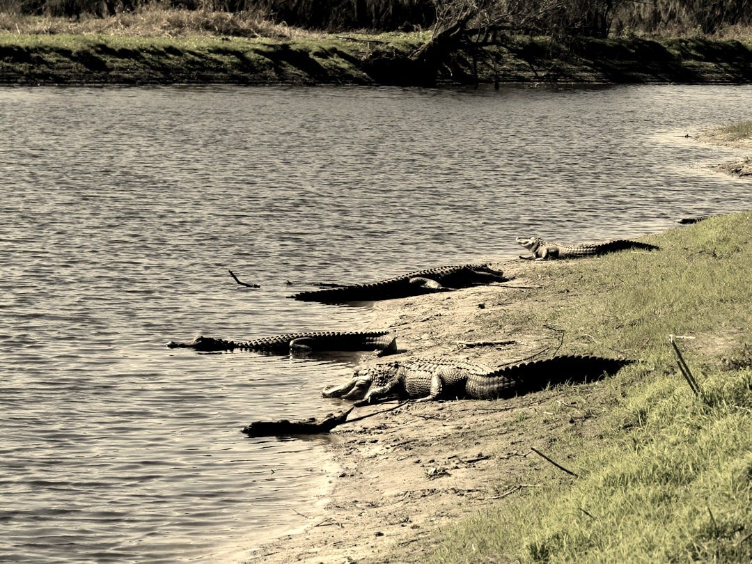 a group of alligators resting on the bank of a river