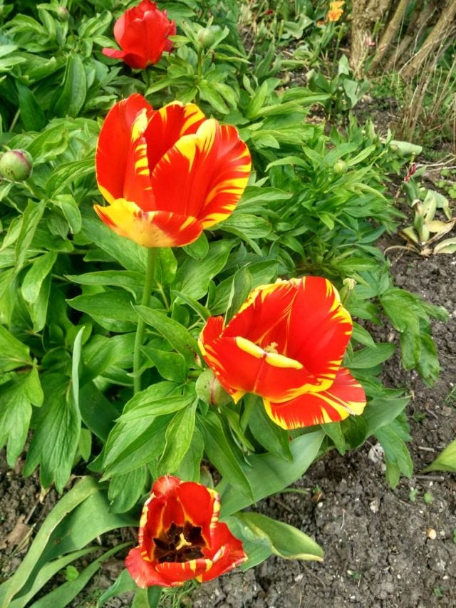 Orange and yellow flower in a bushes. Orange and yellow flower in a bushes.