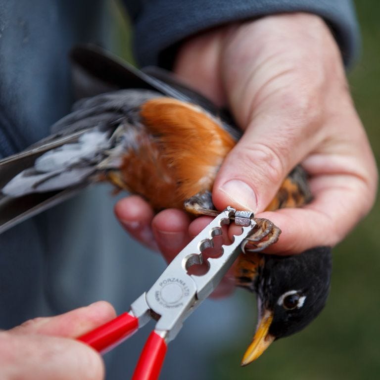 Birds outfitted with 'backpacks' to research environmental change in Indiana: IU News Birds outfitted with 'backpacks' to research environmental change in Indiana: IU News