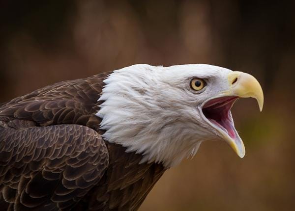 Bald Eagle | The Peregrine Fund