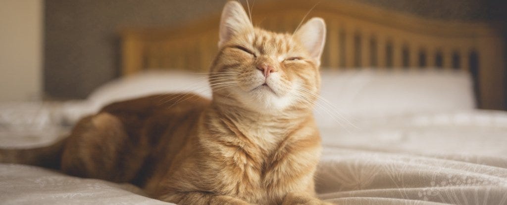 Scientists Confirm You Can Communicate With Your Cat by Blinking Very Slowly  : ScienceAlert