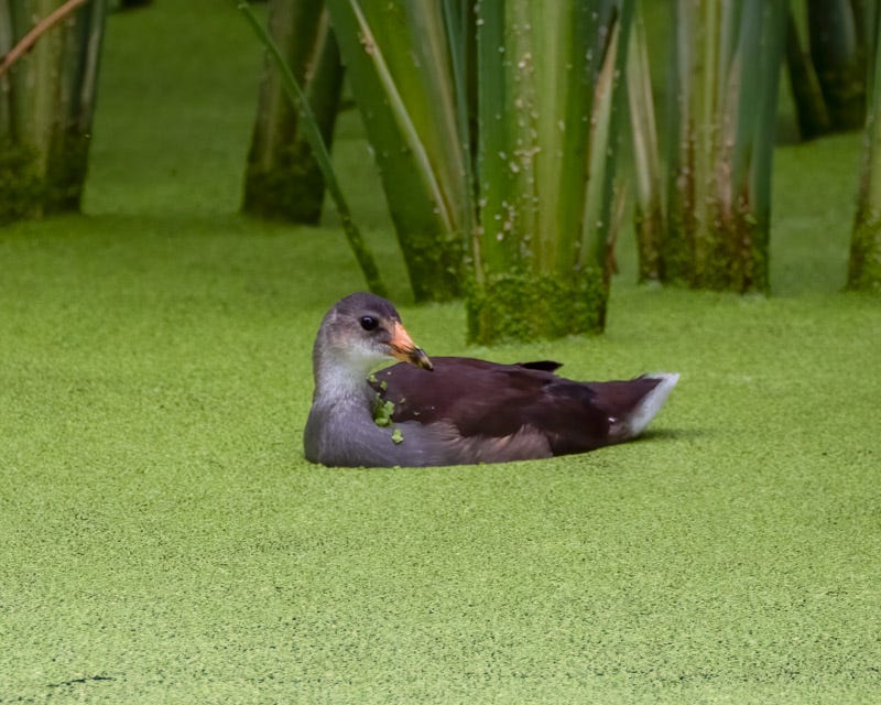 20250918-Sweetwater-95-Edit.jpg 20250918-Sweetwater-95-Edit.jpg