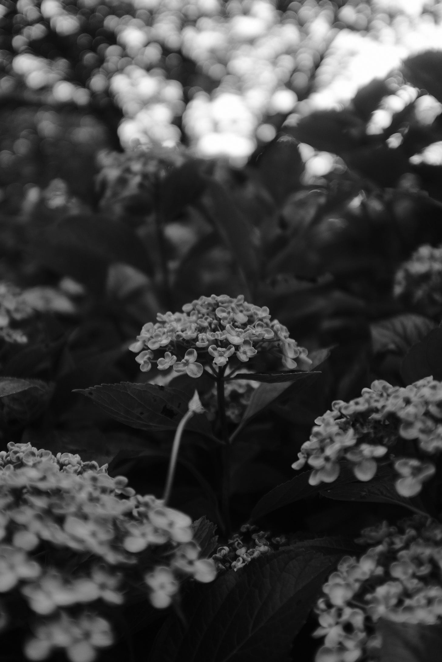 black and white flowers