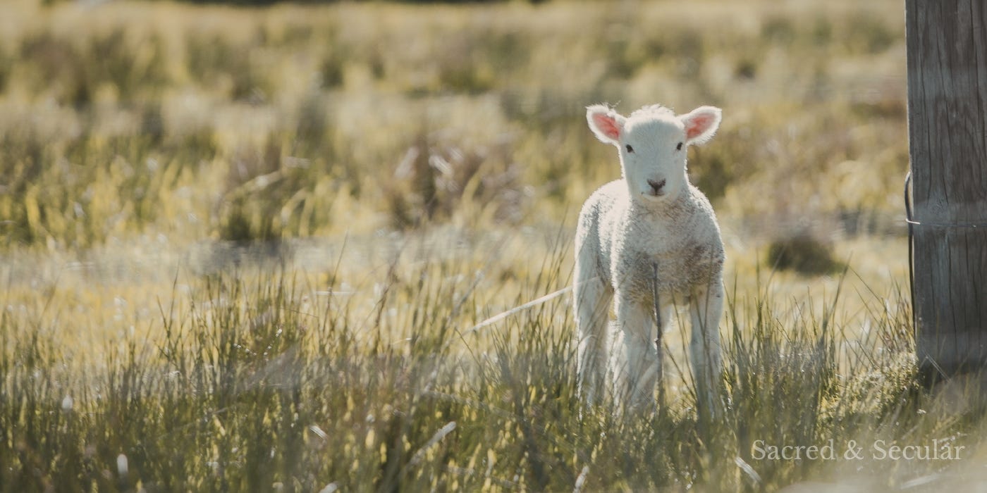 A lamb standing in an open field, surrounded by grass, evoking themes of peace, safety, and provision.