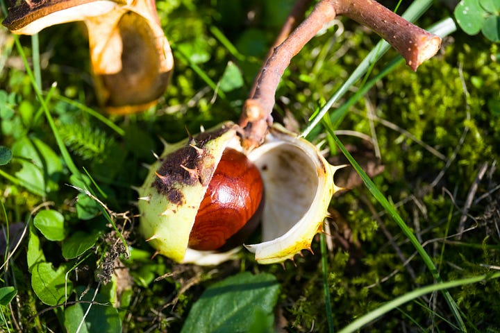 Two photos compared. On the left, edible sweet chestnuts in open, densely spiny brown husks, several nuts per husk, scattered on grass. On the right, a toxic horse chestnut: a single round, glossy brown nut in a pale green husk with a few short, widely spaced spikes, lying on moss.