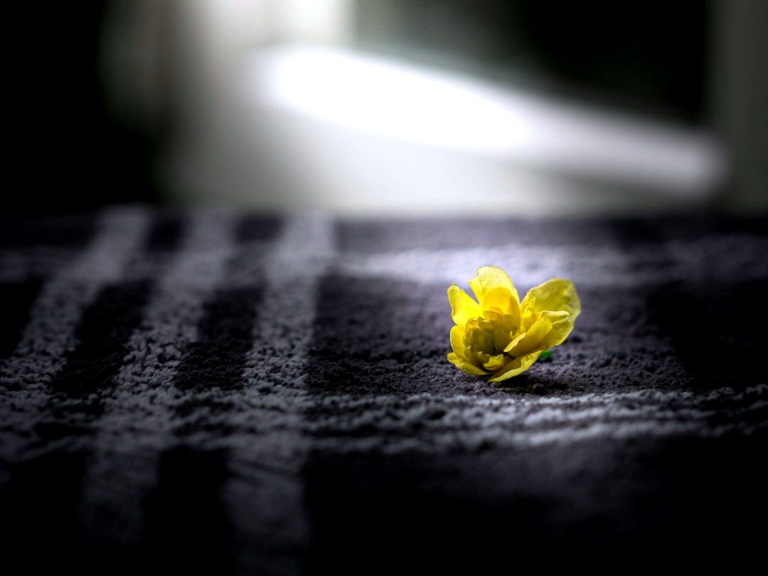 yellow flower on black and white checkered textile yellow flower on black and white checkered textile