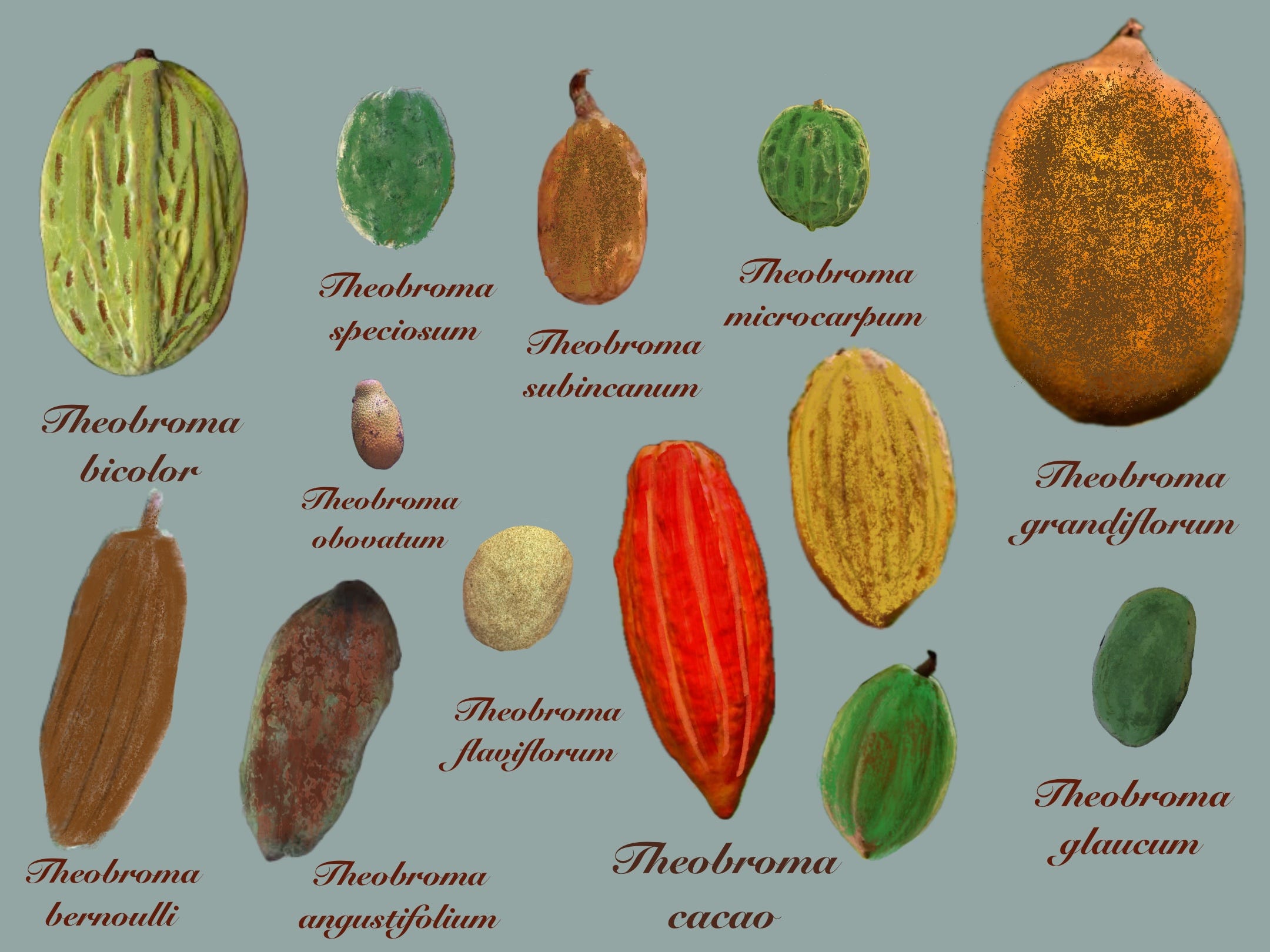 Theobroma cacao　サイズ2 Guide to Theobromas - by Nicholas Gill - New Worlder
