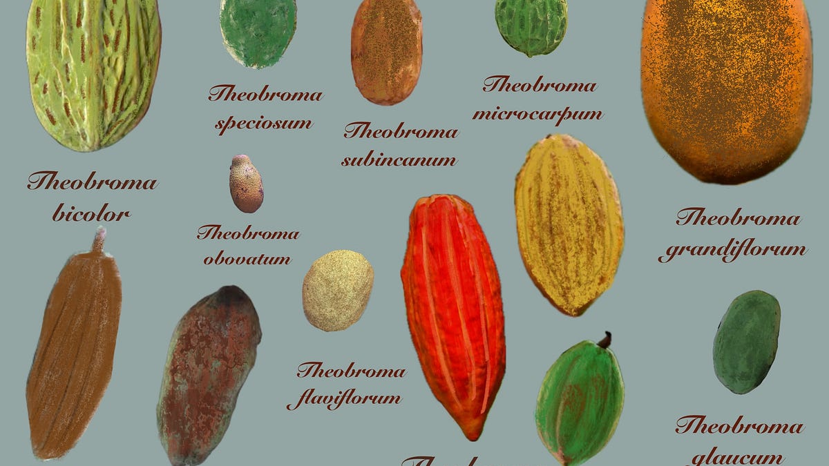 Theobroma cacao　サイズ2 Guide to Theobromas - by Nicholas Gill - New Worlder