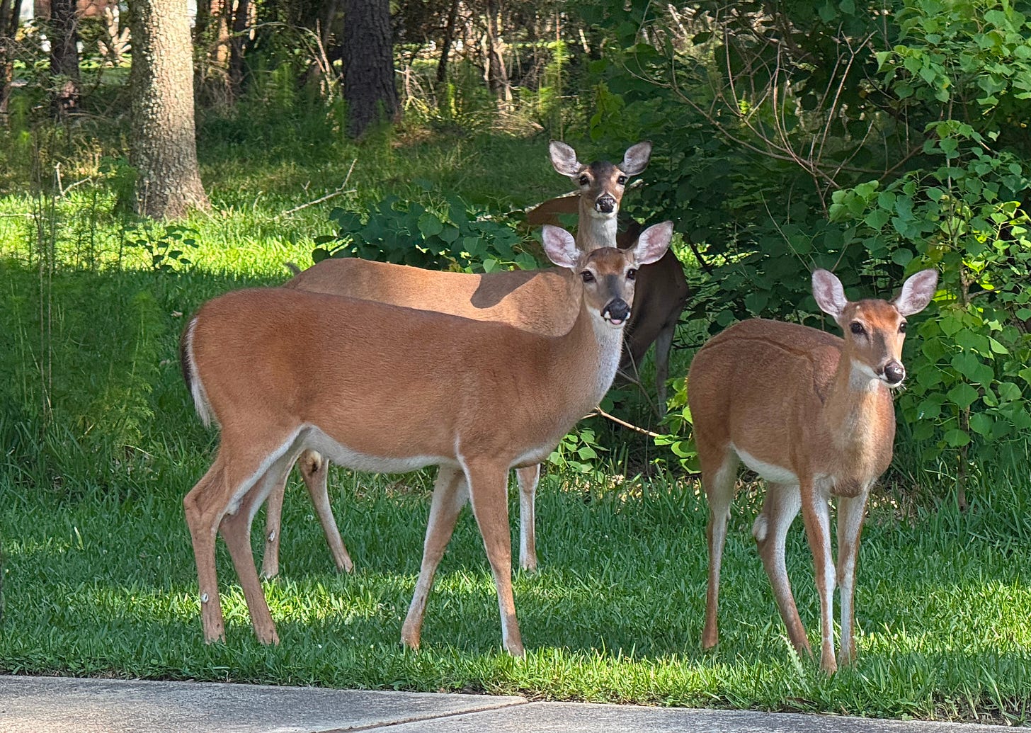 Three deer, looking expectantly at the photographer Three deer, looking expectantly at the photographer
