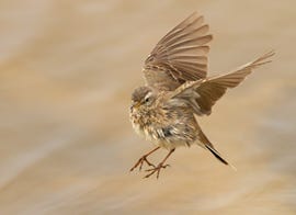 A bird coming in to land. A bird coming in to land.