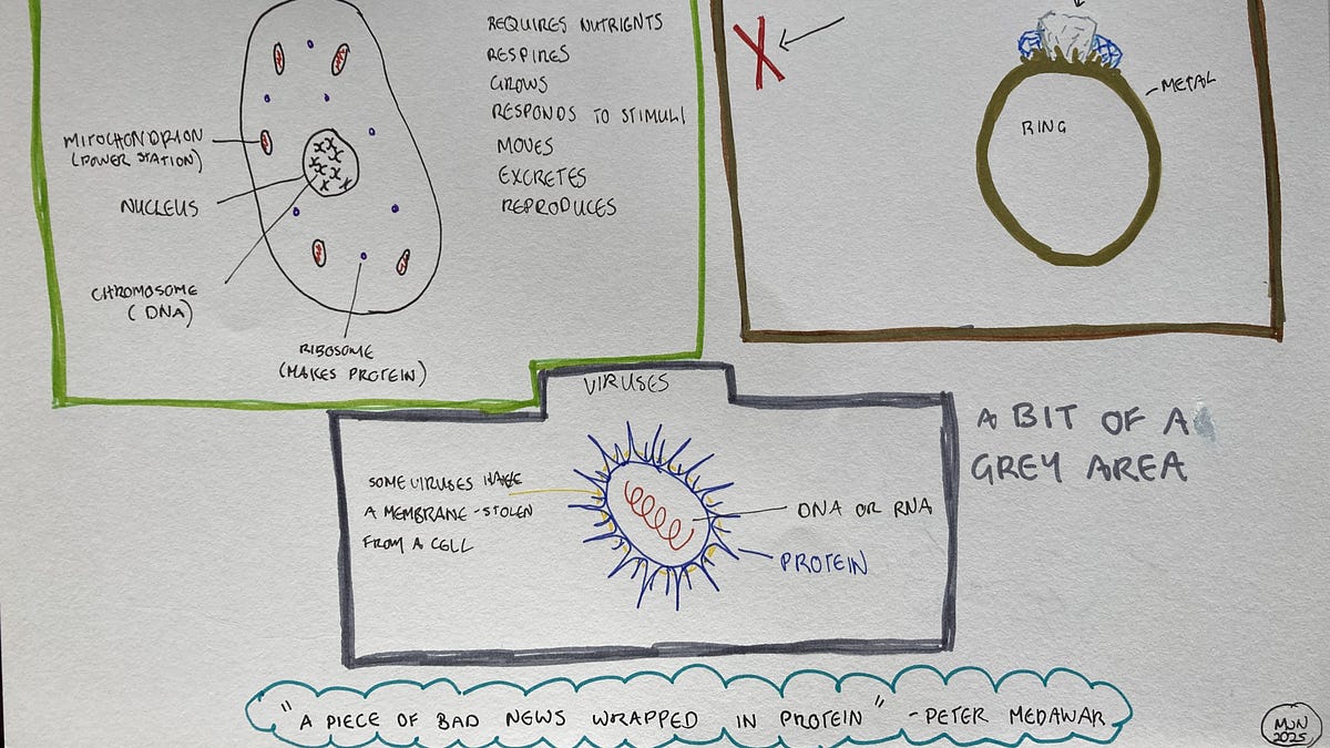 How viruses hijack the machinery of life, and how our body fights back