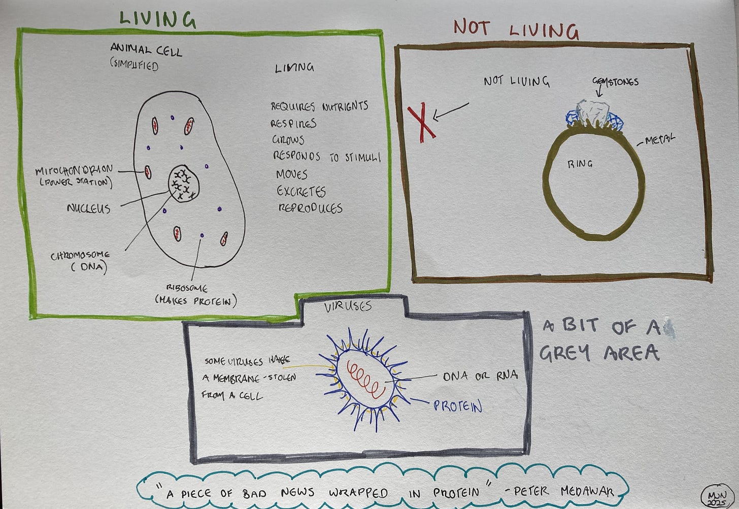 A diagram with an animal cell, very simplified and the characteristics of living things, a ring as an example of something non-living and a virus in the middle