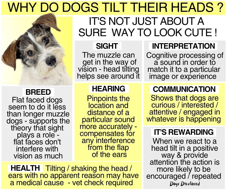 May be an image of dog and text