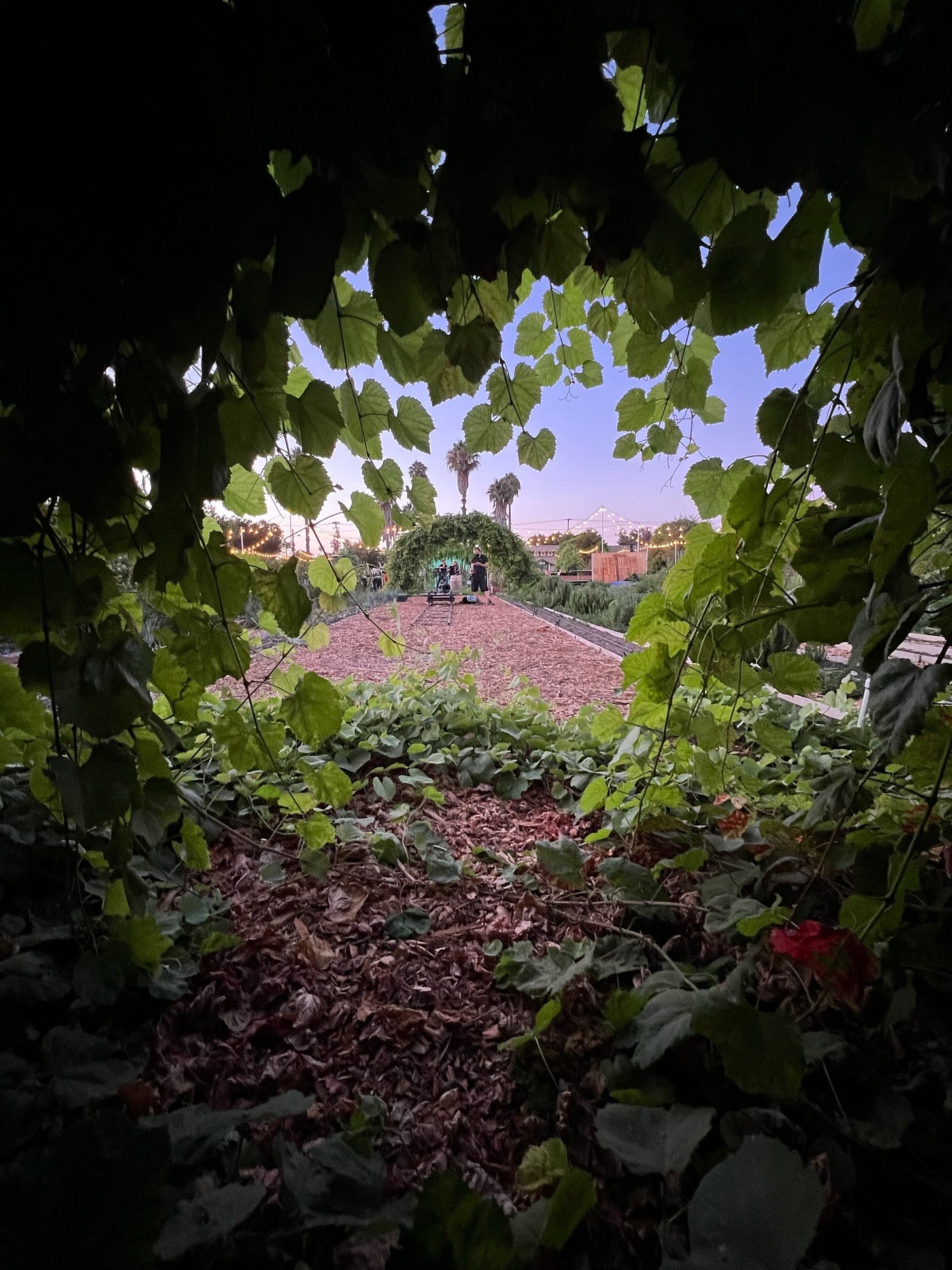 A reverse angle perspective from the wolf's perspective on the set of The Not by Courtney Hoskins. Andrew Parrote as first AC.