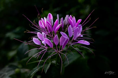 Close up photographs of various flowers