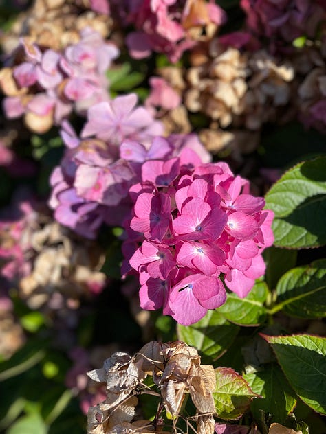 two photos of huge cliffs and pebbly beaches, a flat sand and water shot, a lush green garden with bushes, a close up of hydrangeas, a view over a green garden with white clouds on the blue sky and green hills in the distance
