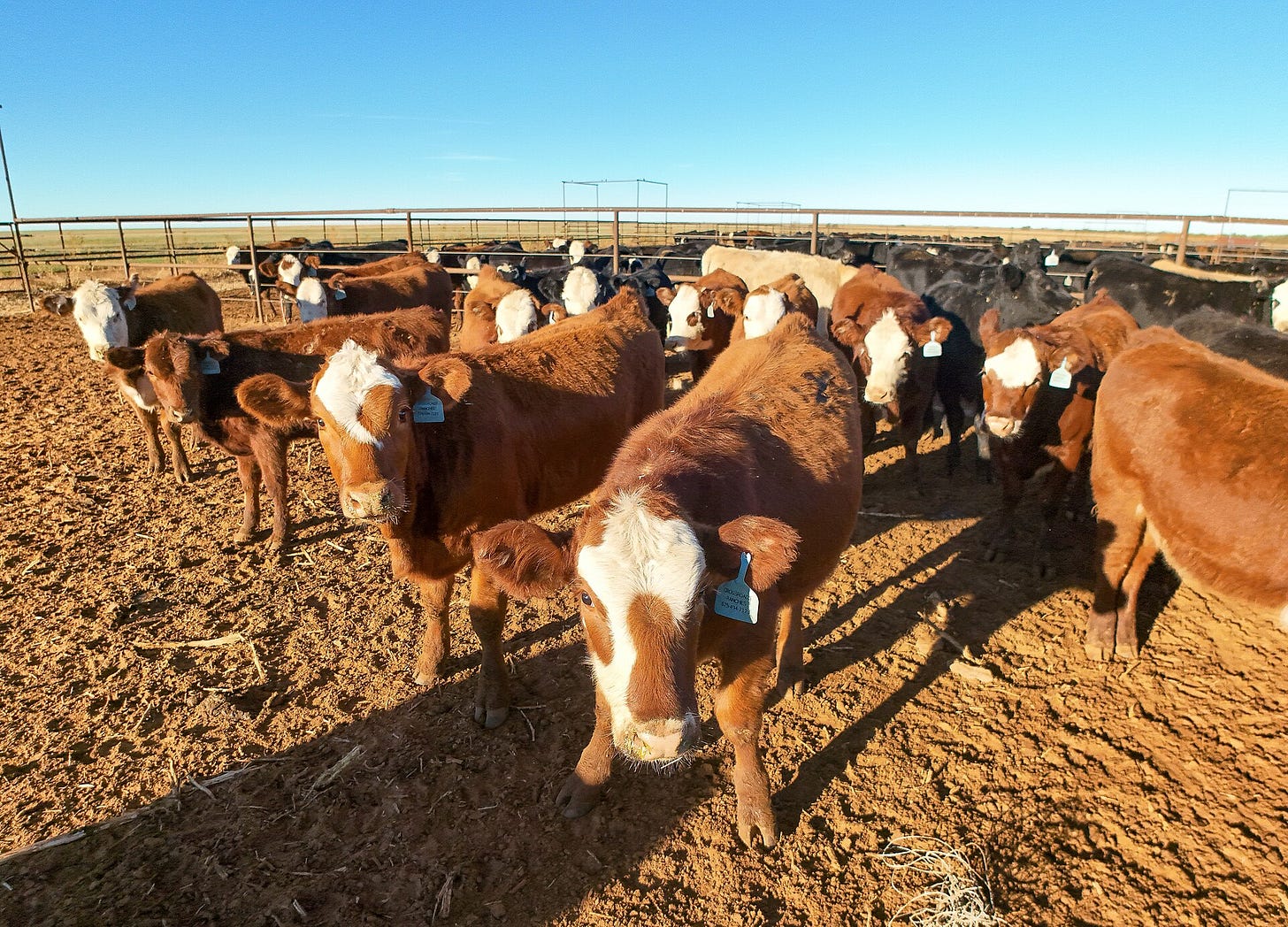Cattle feedlot in New Mexico, United States. Creative commons