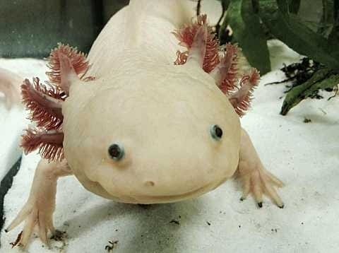 Animal Alphabet Soup: Axolotl