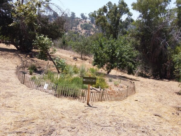 Test Plots - Elysian Park reclamation project