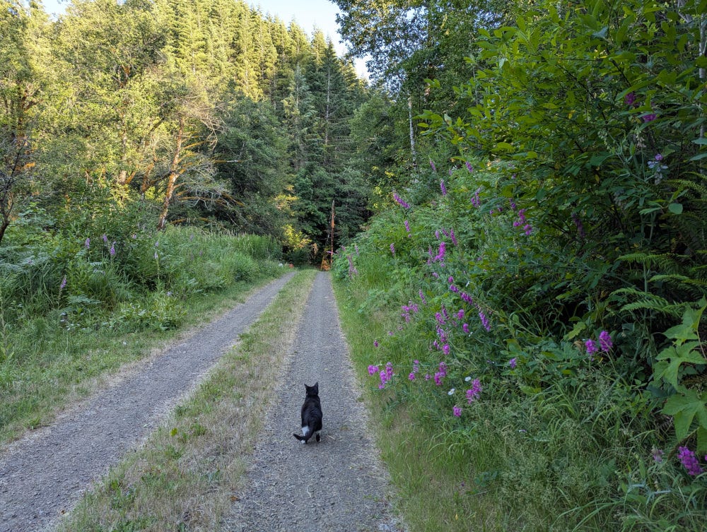 Walking with Cricket along the driveway in the early evening, with purple flowers blooming on the right bank.