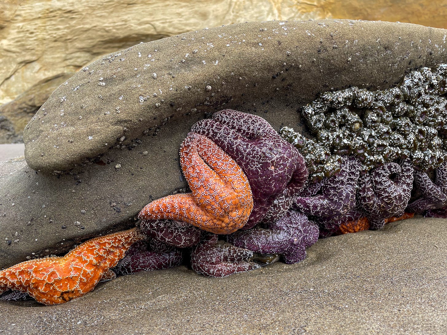 sea stars 