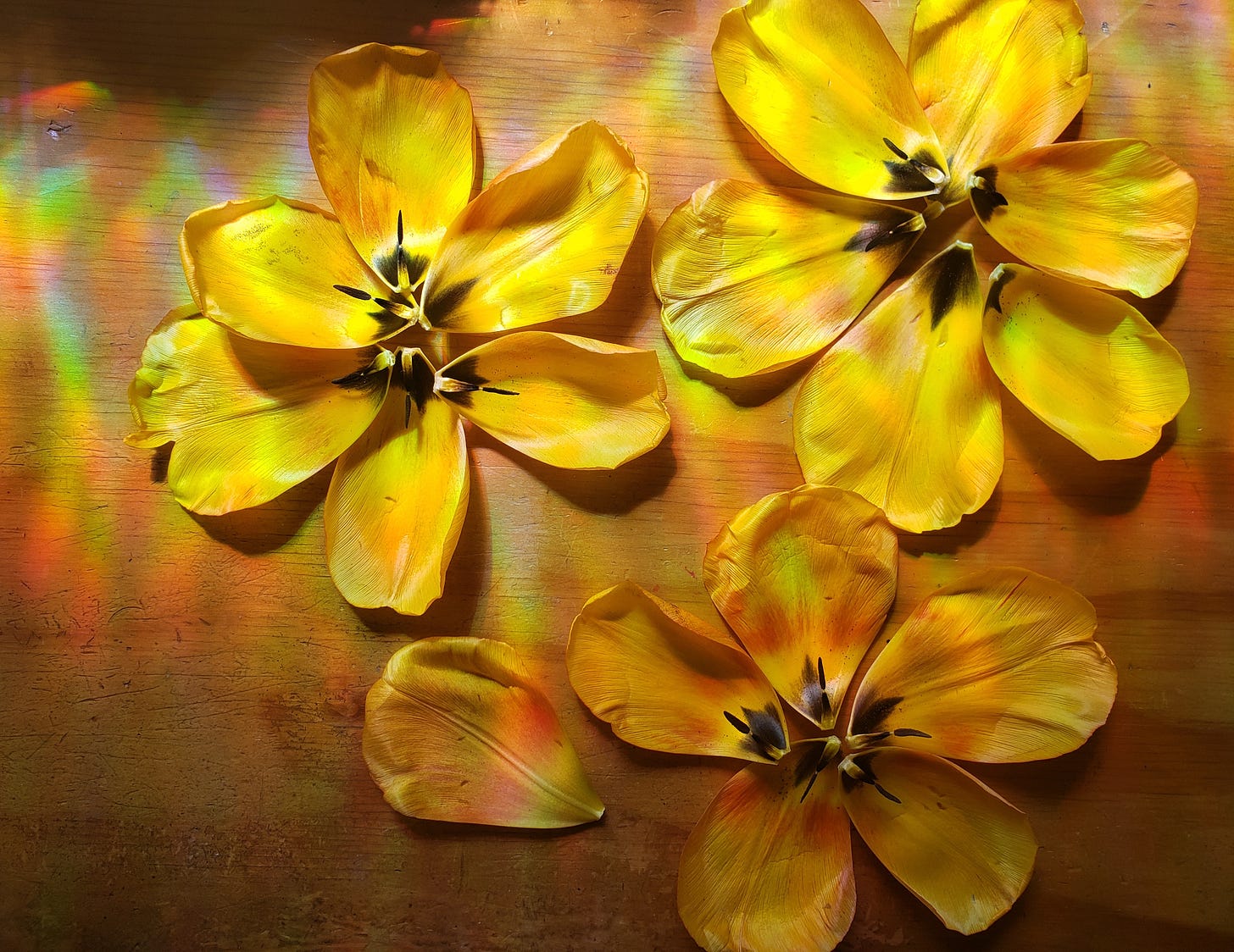deconstructed flowers, photo by me deconstructed flowers, photo by me