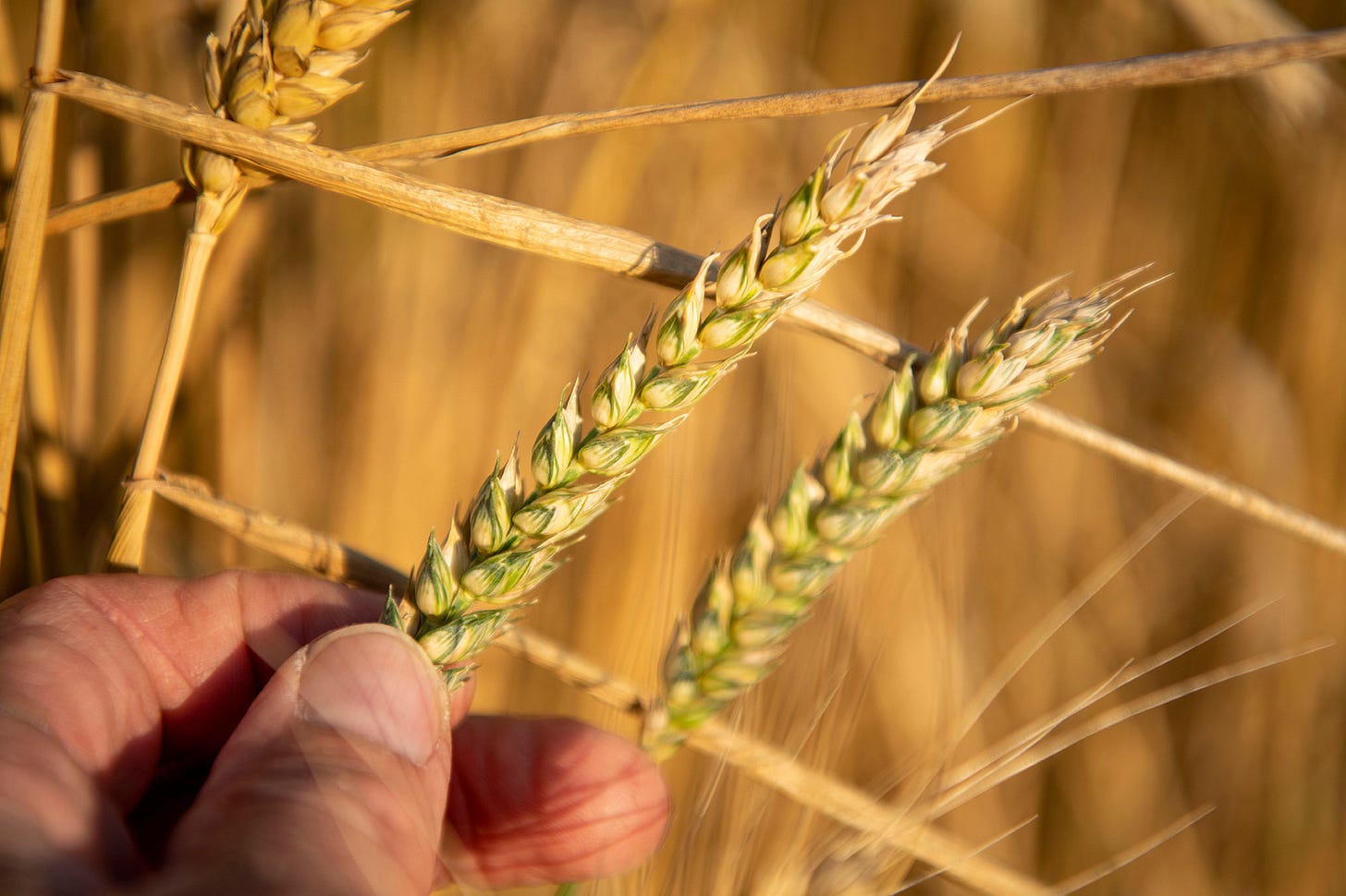 Wheat futures spike amid geopolitical tensions - All About Feed