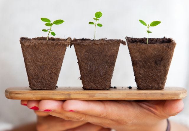 Three seedlings Three seedlings
