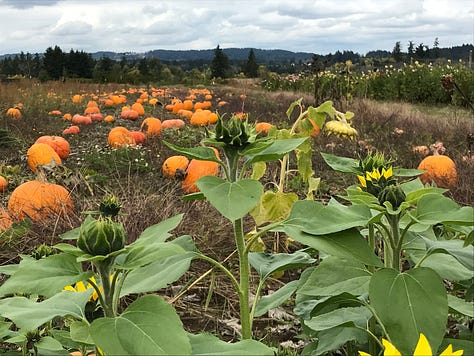 Pumpkin farm, pumpkin patch, Halloween decorations