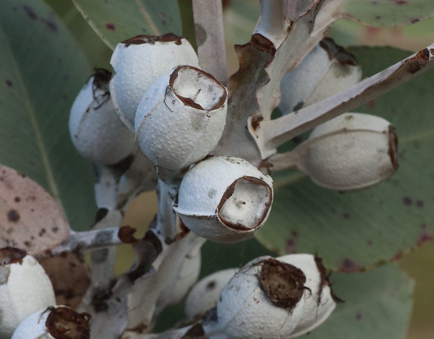 Urn-shaped, ridged gum tree capsules, covered with a white, waxy bloom