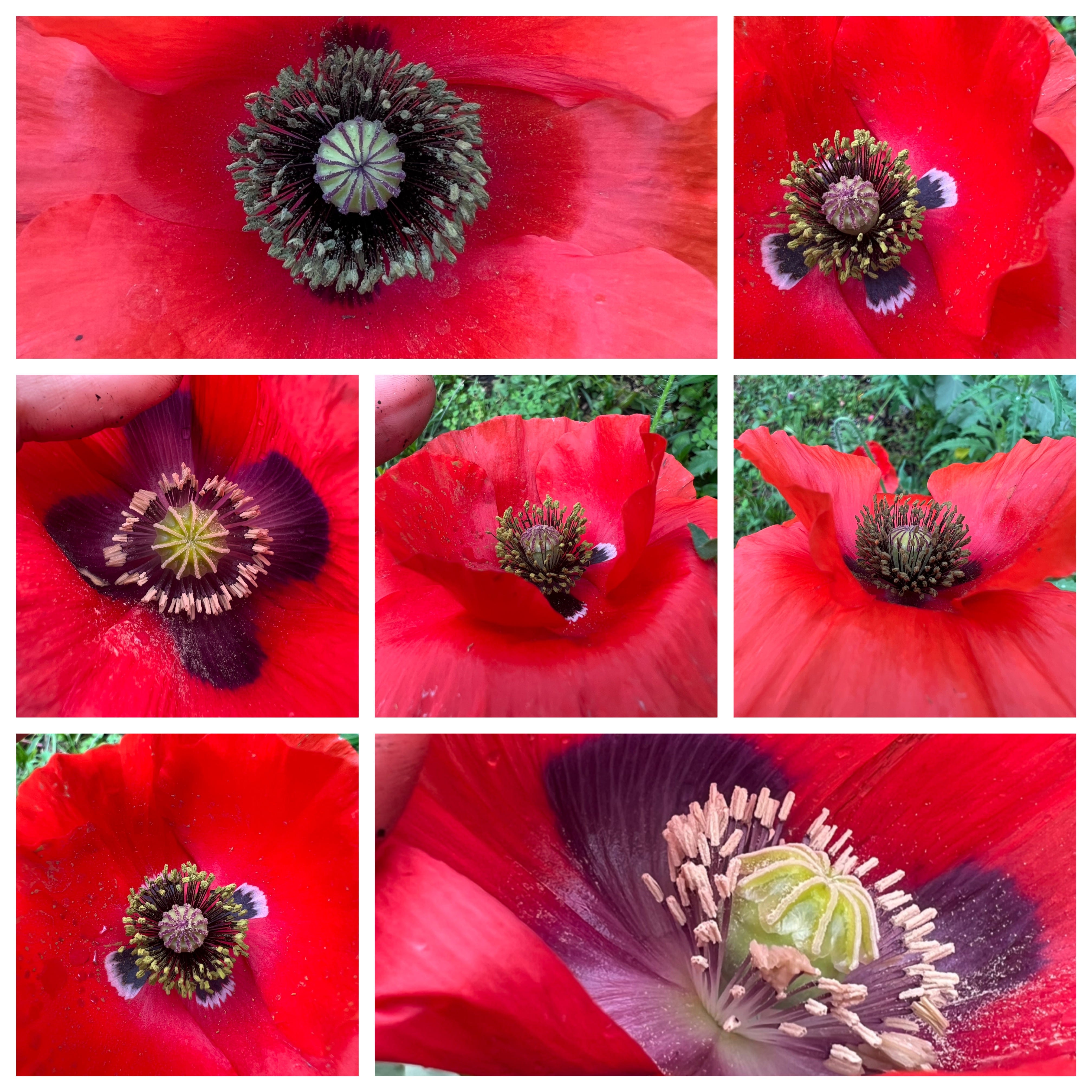 It's time to sow your poppy seeds!  Early March.
