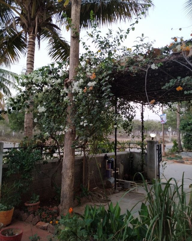 An arch with bougainvillea all over it, A couple of coconut trees in the background. An arch with bougainvillea all over it, A couple of coconut trees in the background.