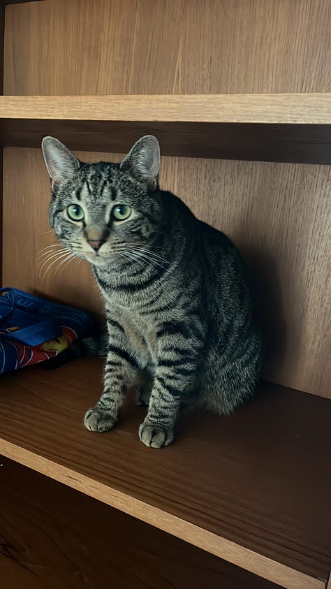 A gray tabby cat sits with front paws on the floor. A boy child with dark curly hair squints at the solar eclipse through eclipse goggles, holding his hands to the edges of the goggles. A sunset is visible through spring flowering trees. A pile of framed posters and suitcases and other belongings sits in the center of a room. Another gray tabby with white paws holds the hand of a human and looks into the camera. A lake's surface glitters in the sun behind a black wrought iron fence. A magnet and a post-it note with the words May 9th are stuck to a stainless steel surface. A human hand holds a crochet hook above a purple crocheted scarf. A pin reads, Matzah Balls Not Border Walls.