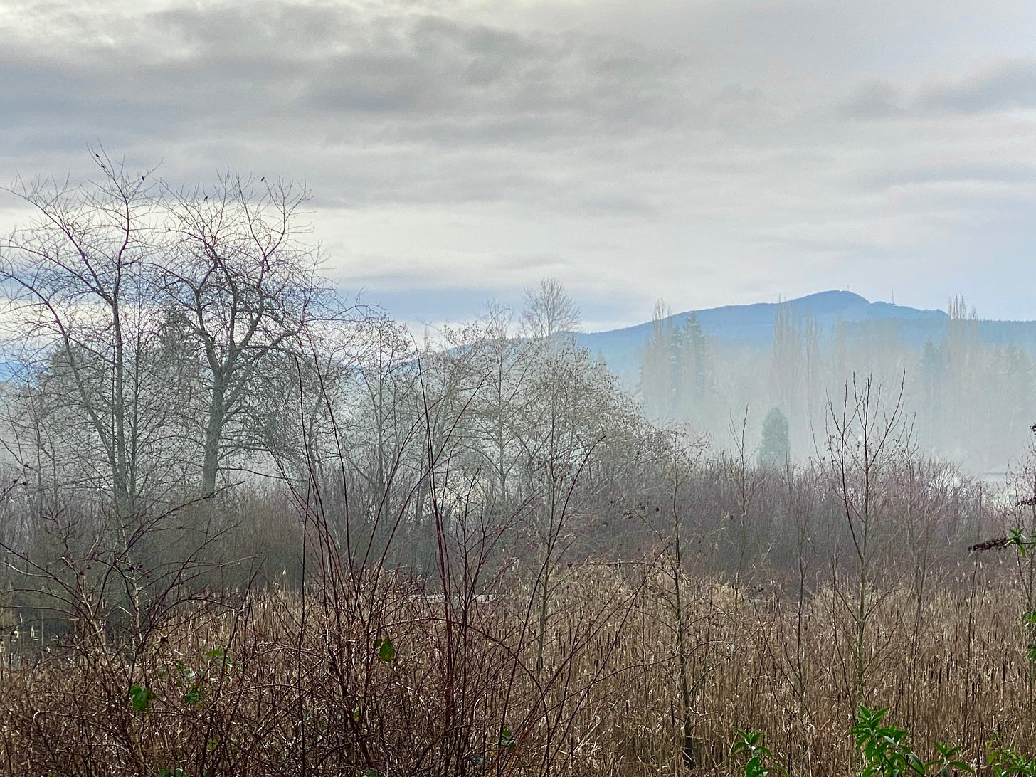 Mist, fog, pond, trees. Photo by JPC Mist, fog, pond, trees. Photo by JPC