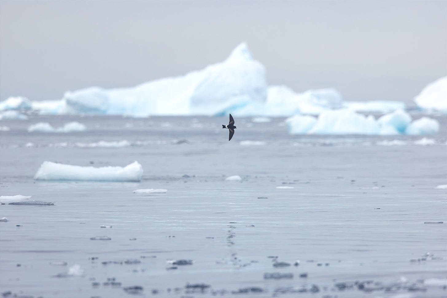 a wilson's storm petrel small in the frame flying to the right against a placid gray ocean and sky with small chunks of ice floating in the foreground and large mountains of ice in the background