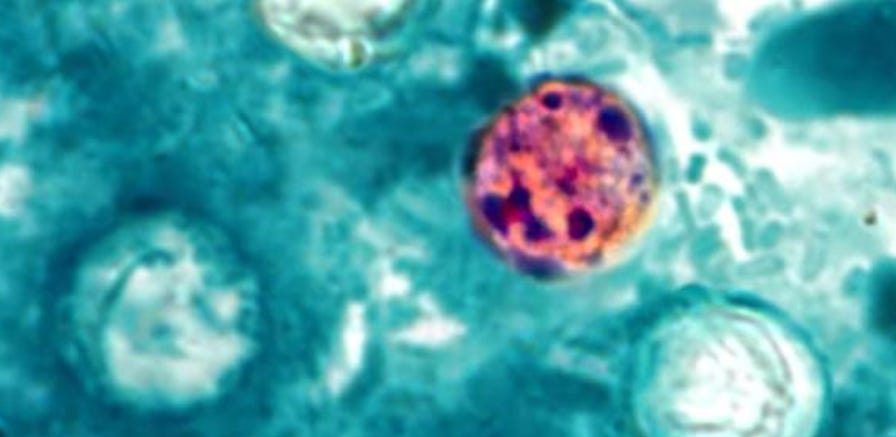 Graphique illustrant la répartition géographique des cas de cyclosporose.