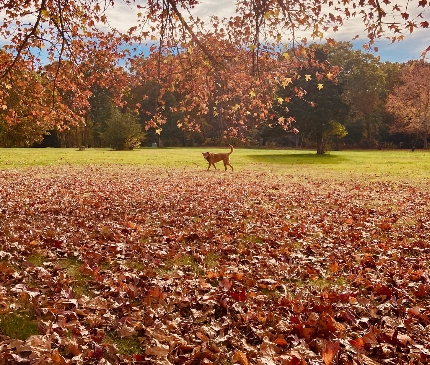 Foreground of fall leaves on the ground, with a brown lab mix in center of frame beneath tree branches with autumn leaves