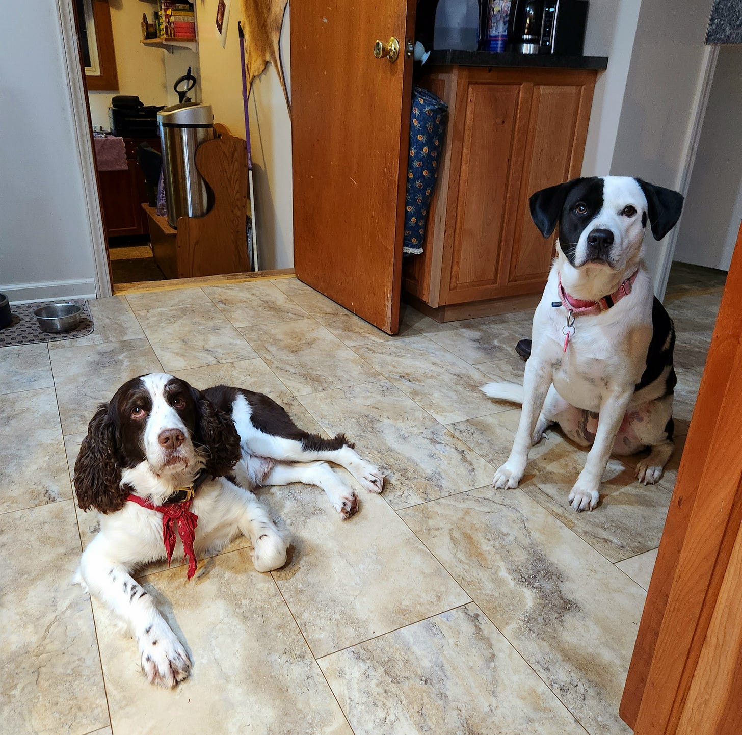 Photo of two dogs in a kitchen