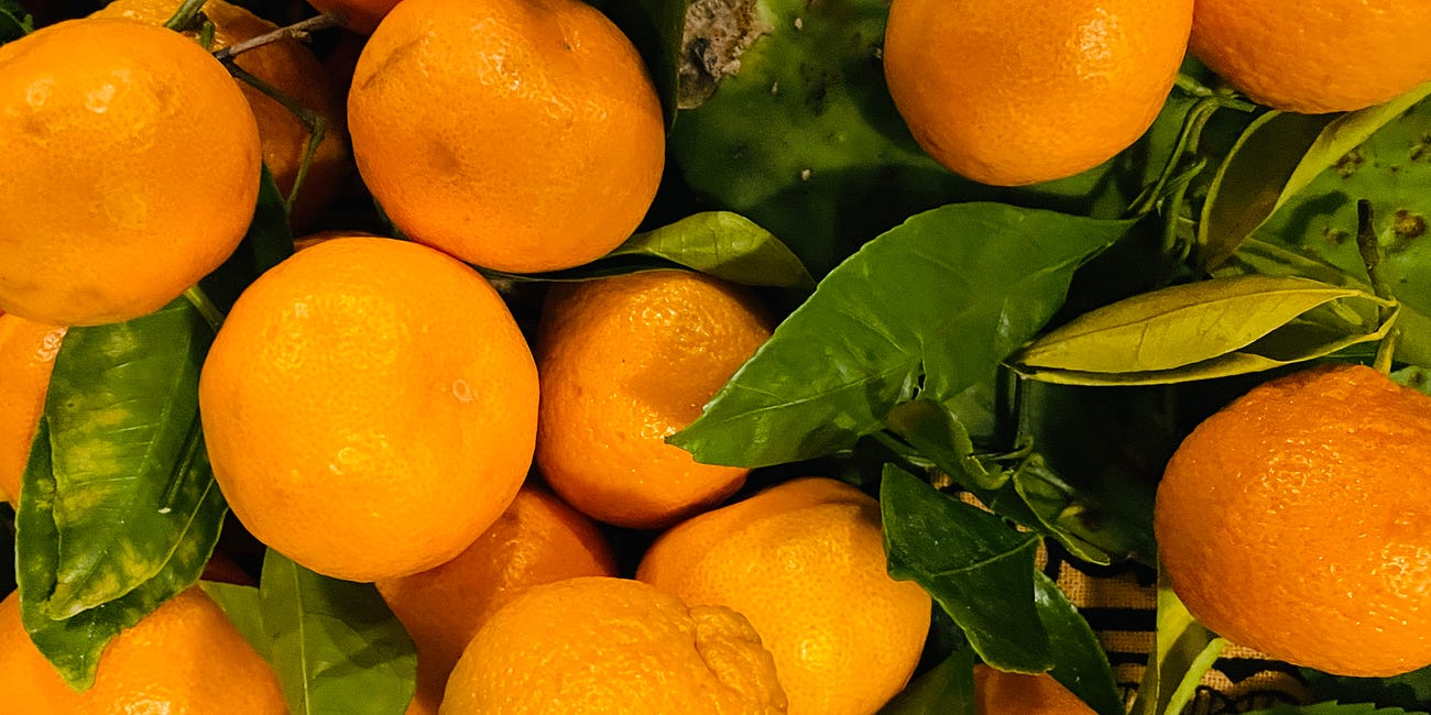 41. Satsuma season. 