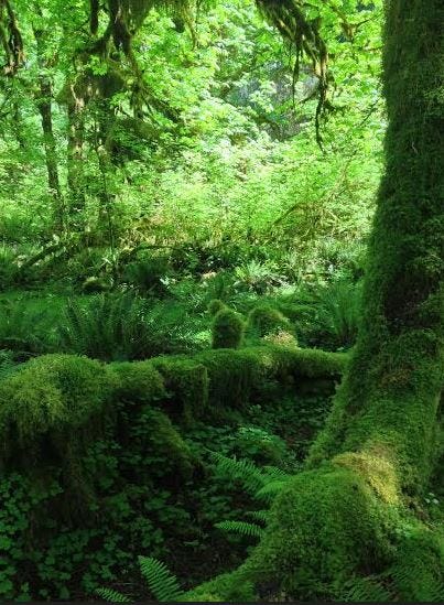 hoh rainforest moss on everything in its path