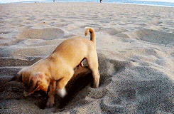 Dog digging in sand — metaphor for a deep dive investment thesis uncovering hidden value in an underfollowed stock with multibagger potential. Dog digging in sand — metaphor for a deep dive investment thesis uncovering hidden value in an underfollowed stock with multibagger potential.