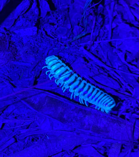 Around Sewanee. Corpse flower. Black light millipede (?). Barred owl. Deer.